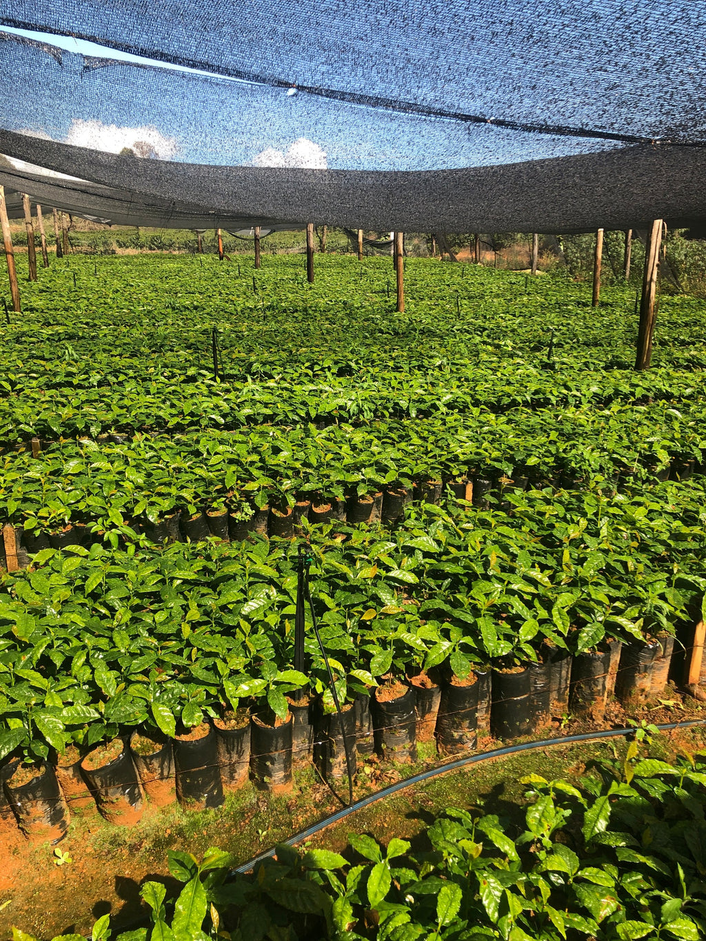 BRAZILIAN PEABERRY